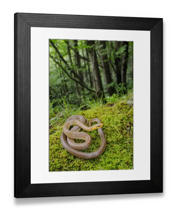 Framed Print : Aesculapian Snake (Zamenis longissimus) adult, coiled on moss in woodland habitat, Italy, june Framed Print : Aesculapian Snake (Zamenis longissimus) adult, coiled on moss in woodland habitat, Italy, june