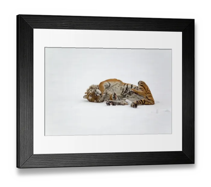 Framed Print : Siberian Tiger (Panthera tigris altaica) adult, rolling in snow, winter (captive)