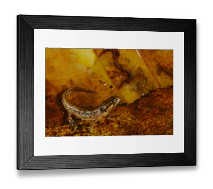 Framed Print : Italian Newt (Triturus italicus) young, standing on wet leaf litter, Italy, september Framed Print : Italian Newt (Triturus italicus) young, standing on wet leaf litter, Italy, september