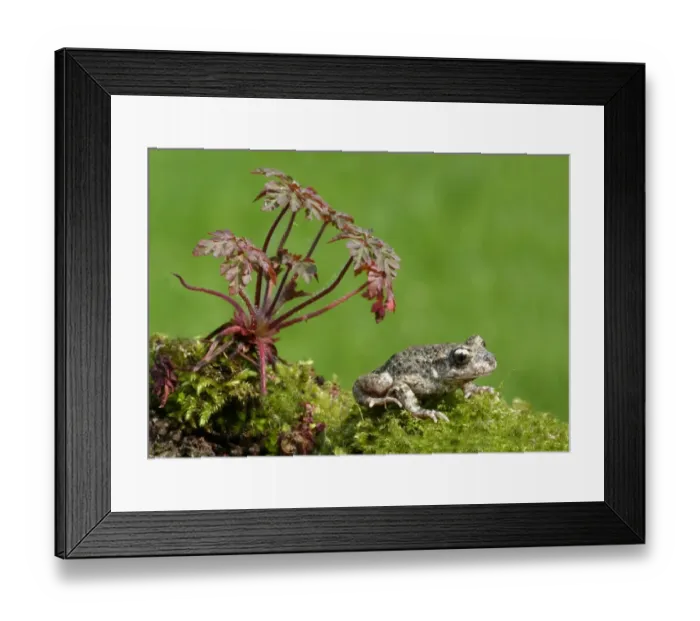 Framed Print : Midwife Toad (Alytes obstetricans) adult male, sitting on moss Framed Print : Midwife Toad (Alytes obstetricans) adult male, sitting on moss