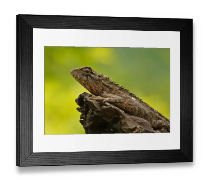 Framed Print : Oriental Garden Lizard (Calotes versicolor) adult, resting on tree stump, Sri Lanka, december