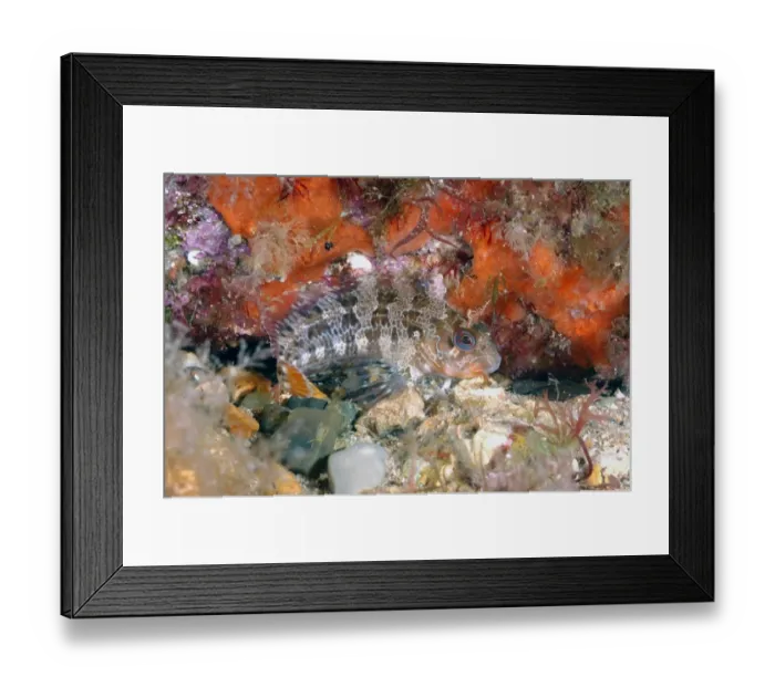 Framed Print : Tompot Blenny (Parablennius gattorugine) adult, swimming amongst rocks, Swanage Pier, Swanage Bay, Isle of Purbeck Framed Print : Tompot Blenny (Parablennius gattorugine) adult, swimming amongst rocks, Swanage Pier, Swanage Bay, Isle of Purbeck
