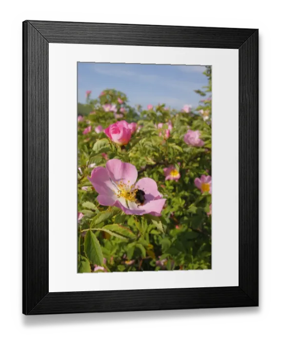Framed Print : Early Bumblebee (Bombus pratorum) queen, feeding on Dog Rose (Rosa canina) flower, Powys, Wales, june Framed Print : Early Bumblebee (Bombus pratorum) queen, feeding on Dog Rose (Rosa canina) flower, Powys, Wales, june