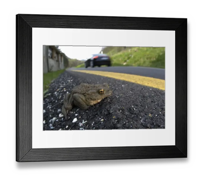 Framed Print : Common Toad (Bufo bufo) adult, on road with passing car whilst trying to reach breeding site, Northern Italy, april Framed Print : Common Toad (Bufo bufo) adult, on road with passing car whilst trying to reach breeding site, Northern Italy, april