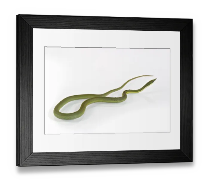 Framed Print : Argentine Long-nose Snake (Philodryas baroni) adult
