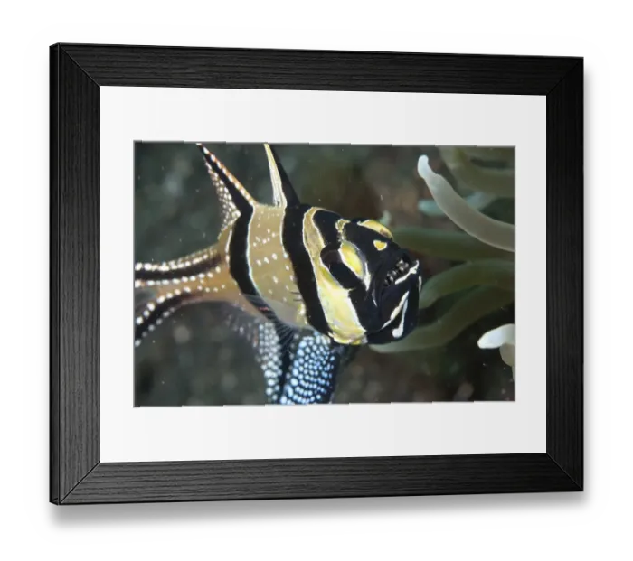 Framed Print : Banggai Cardinalfish (Pterapogon kauderni) adult, with babies in mouth, Lembeh Island, Sulawesi, Indonesia Framed Print : Banggai Cardinalfish (Pterapogon kauderni) adult, with babies in mouth, Lembeh Island, Sulawesi, Indonesia