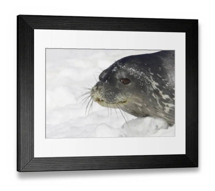 Framed Print : Weddell Seal (Leptonychotes weddellii) adult, close-up of head, resting on snow, Half Moon Island, South Shetland Islands, Antarctica Framed Print : Weddell Seal (Leptonychotes weddellii) adult, close-up of head, resting on snow, Half Moon Island, South Shetland Islands, Antarctica