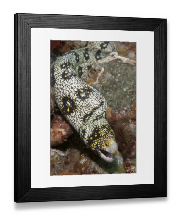 Framed Print : Snowflake Moray Eel (Echidna nebulosa) adult, on reef, Ambon Island, Maluku Islands, Banda Sea, Indonesia Framed Print : Snowflake Moray Eel (Echidna nebulosa) adult, on reef, Ambon Island, Maluku Islands, Banda Sea, Indonesia