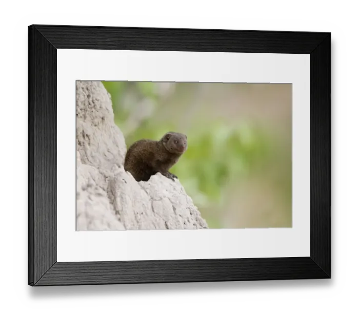 Framed Print : Southern Dwarf Mongoose (Helogale parvula) adult, sitting on termite mound, Okavango Delta, Botswana Framed Print : Southern Dwarf Mongoose (Helogale parvula) adult, sitting on termite mound, Okavango Delta, Botswana