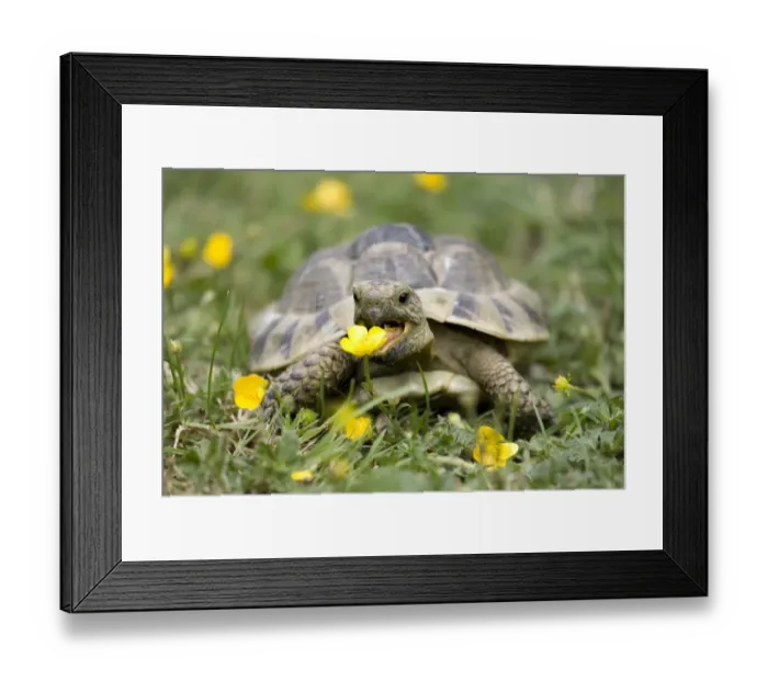 Framed Print : Hermann's Tortoise (Testudo hermanni) adult, feeding on buttercup flowers in garden, England, june Framed Print : Hermann's Tortoise (Testudo hermanni) adult, feeding on buttercup flowers in garden, England, june