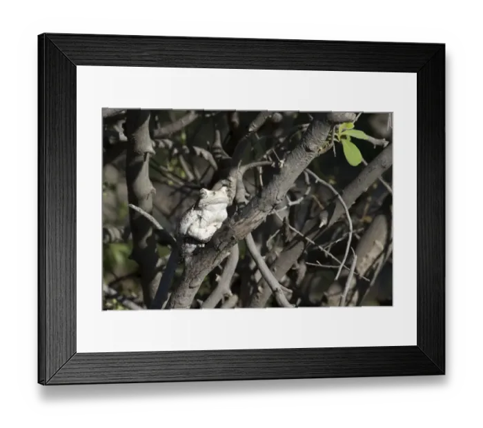 Framed Print : Southern Foam-nest Treefrog (Chiromantis xerampelina) adult, sitting on tree branch, Savute, Chobe N. P. Botswana Framed Print : Southern Foam-nest Treefrog (Chiromantis xerampelina) adult, sitting on tree branch, Savute, Chobe N. P. Botswana