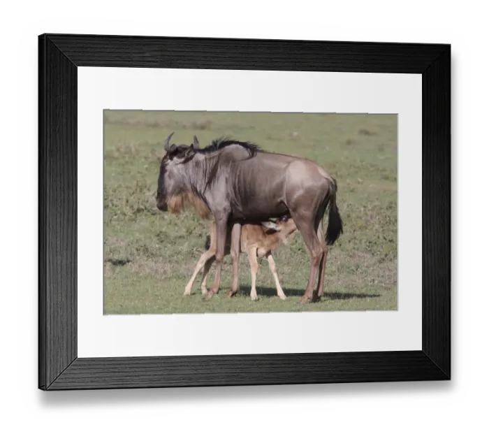 Framed Print : White-bearded Wildebeest (Connochaetus taurinus mearnsi) adult female with calf, suckling, Serengeti, Tanzania Framed Print : White-bearded Wildebeest (Connochaetus taurinus mearnsi) adult female with calf, suckling, Serengeti, Tanzania