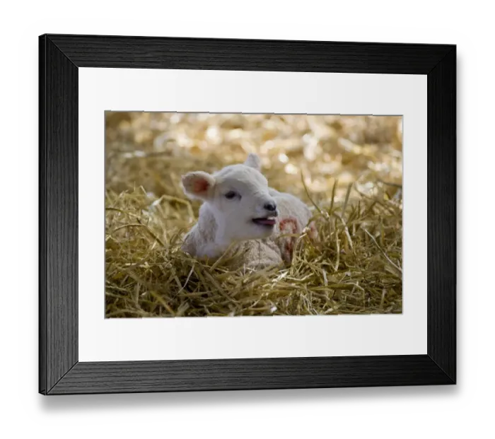 Framed Print : Domestic Sheep, lamb, calling, resting on straw bedding, North Yorkshire, England, march Framed Print : Domestic Sheep, lamb, calling, resting on straw bedding, North Yorkshire, England, march