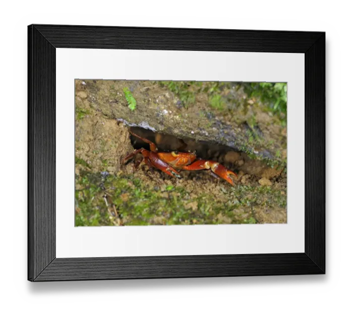 Framed Print : Trinidad Mountain Crab (Pseudothelphusa garmani) adult, sheltering in rock crevice, Trinidad, Trinidad and Tobago Framed Print : Trinidad Mountain Crab (Pseudothelphusa garmani) adult, sheltering in rock crevice, Trinidad, Trinidad and Tobago