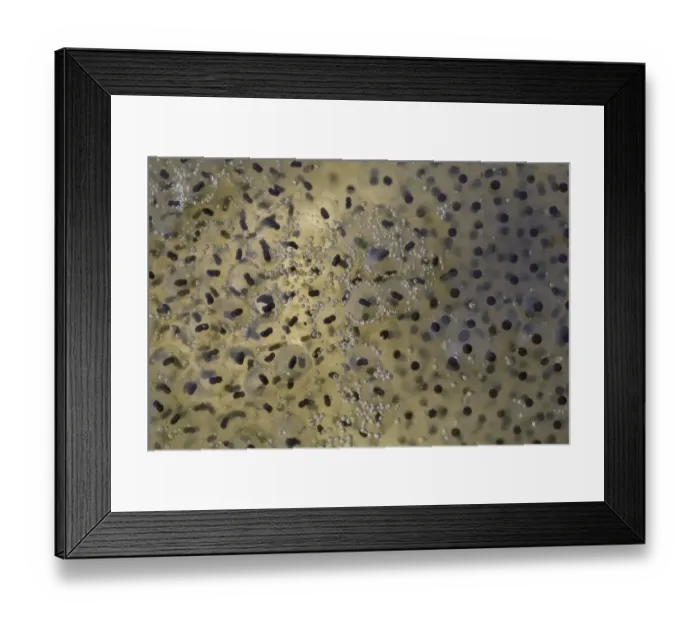 Framed Print : Common Frog (Rana temporaria) developing spawn and air bubbles in garden pond, Bentley, Suffolk, England, april