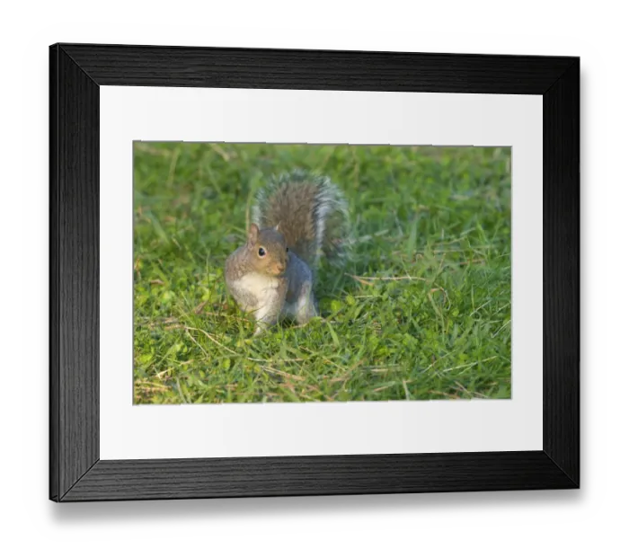Framed Print : Eastern Grey Squirrel (Sciurus carolinensis) introduced species, adult, standing on grass, Italy Framed Print : Eastern Grey Squirrel (Sciurus carolinensis) introduced species, adult, standing on grass, Italy