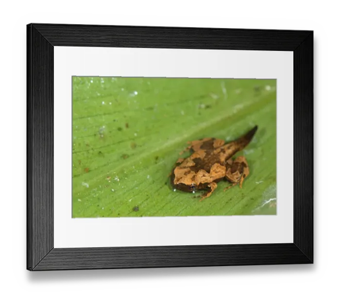 Framed Print : Sheep Frog (Hamptophryne boliviana) froglet, emerging from water during metamorphosis, Los Amigos Biological Station, Madre de Dios, Amazonia, Peru Framed Print : Sheep Frog (Hamptophryne boliviana) froglet, emerging from water during metamorphosis, Los Amigos Biological Station, Madre de Dios, Amazonia, Peru