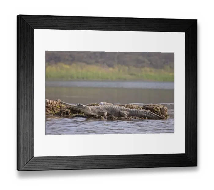 Framed Print : Gharial (Gavialis gangeticus) adult, resting at edge of water, Chambal River, Rajasthan, India, january Framed Print : Gharial (Gavialis gangeticus) adult, resting at edge of water, Chambal River, Rajasthan, India, january