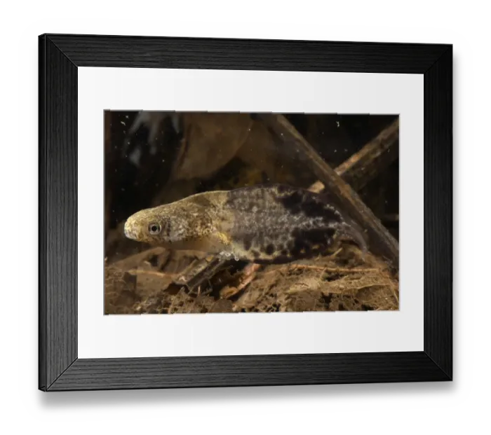 Framed Print : Acre Treefrog (Dendropsophus acreanus) tadpole, with developing hind legs, swimming, Los Amigos Biological Station, Madre de Dios, Amazonia, Peru Framed Print : Acre Treefrog (Dendropsophus acreanus) tadpole, with developing hind legs, swimming, Los Amigos Biological Station, Madre de Dios, Amazonia, Peru