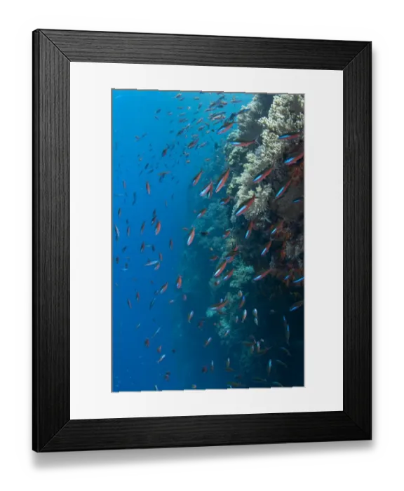 Framed Print : Bluestreak Fusilier (Pterocaesio tile) adults, shoal swimming in reef, Tutuntute, Wetar Island, Barat Daya Islands, Lesser Sunda Islands, Maluku Province, Indonesia Framed Print : Bluestreak Fusilier (Pterocaesio tile) adults, shoal swimming in reef, Tutuntute, Wetar Island, Barat Daya Islands, Lesser Sunda Islands, Maluku Province, Indonesia