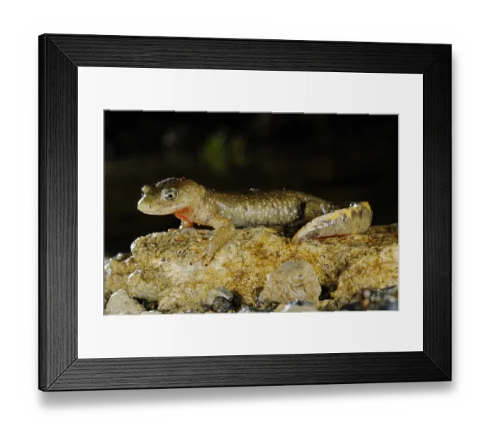 Framed Print : Pyrenean Brook Newt (Calotriton asper) adult, standing on rock, Ordesa y Monte Perdido N. P. Pyrenees, Aragon, Spain, june Framed Print : Pyrenean Brook Newt (Calotriton asper) adult, standing on rock, Ordesa y Monte Perdido N. P. Pyrenees, Aragon, Spain, june