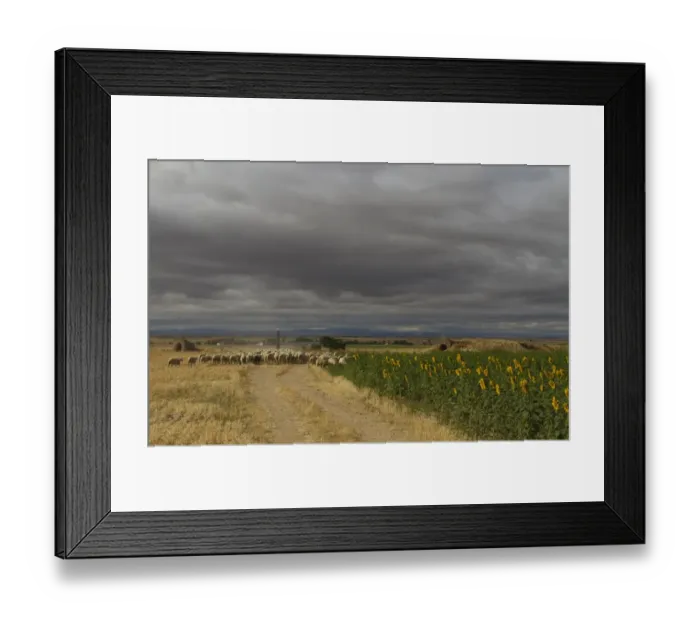 Framed Print : Domestic Sheep, flock with shepherd, walking along track beside sunflowers under stromclouds, Northern Spain, july Framed Print : Domestic Sheep, flock with shepherd, walking along track beside sunflowers under stromclouds, Northern Spain, july