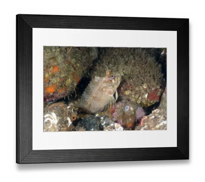 Framed Print : Tompot Blenny (Parablennius gattorugine) adult, sheltering amongst rocks, Swanage Pier, Swanage Bay, Isle of Purbeck, Dorset, England, june Framed Print : Tompot Blenny (Parablennius gattorugine) adult, sheltering amongst rocks, Swanage Pier, Swanage Bay, Isle of Purbeck, Dorset, England, june