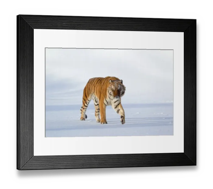 Framed Print : Siberian Tiger (Panthera tigris altaica) adult, walking in snow, winter (captive) Framed Print : Siberian Tiger (Panthera tigris altaica) adult, walking in snow, winter (captive)