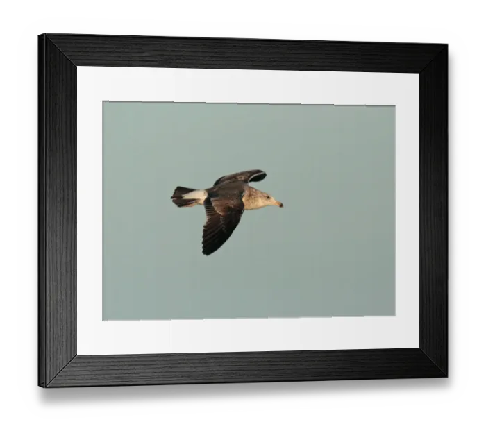 Framed Print : Kelp Gull (Larus dominicanus) subadult, in flight, Rincon de Cobo, Buenos Aires Province, Argentina, april Framed Print : Kelp Gull (Larus dominicanus) subadult, in flight, Rincon de Cobo, Buenos Aires Province, Argentina, april