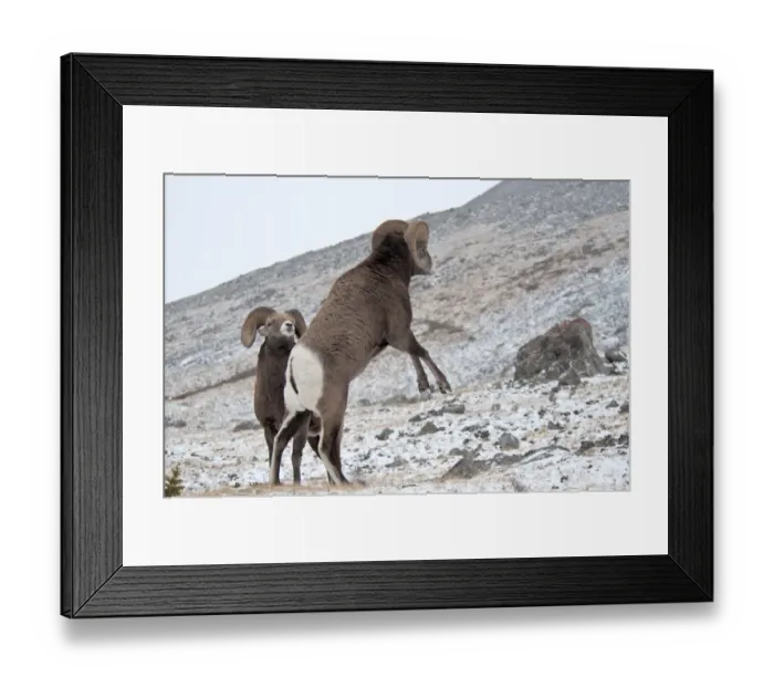Framed Print : Bighorn Sheep (Ovis canadensis) two adult males, fighting in snow, Jasper N. P. Alberta, Canada, october Framed Print : Bighorn Sheep (Ovis canadensis) two adult males, fighting in snow, Jasper N. P. Alberta, Canada, october