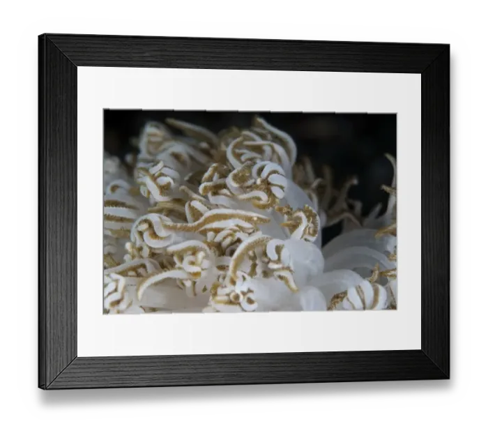 Framed Print : Xenia Shrimp (Hippolyte commensalis) adult, camouflaged on xenia coral, Lembeh Island, Sulawesi, Indonesia Framed Print : Xenia Shrimp (Hippolyte commensalis) adult, camouflaged on xenia coral, Lembeh Island, Sulawesi, Indonesia