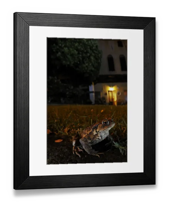 Framed Print : Common Toad (Bufo bufo) adult, sitting near house at night, Italy, june Framed Print : Common Toad (Bufo bufo) adult, sitting near house at night, Italy, june