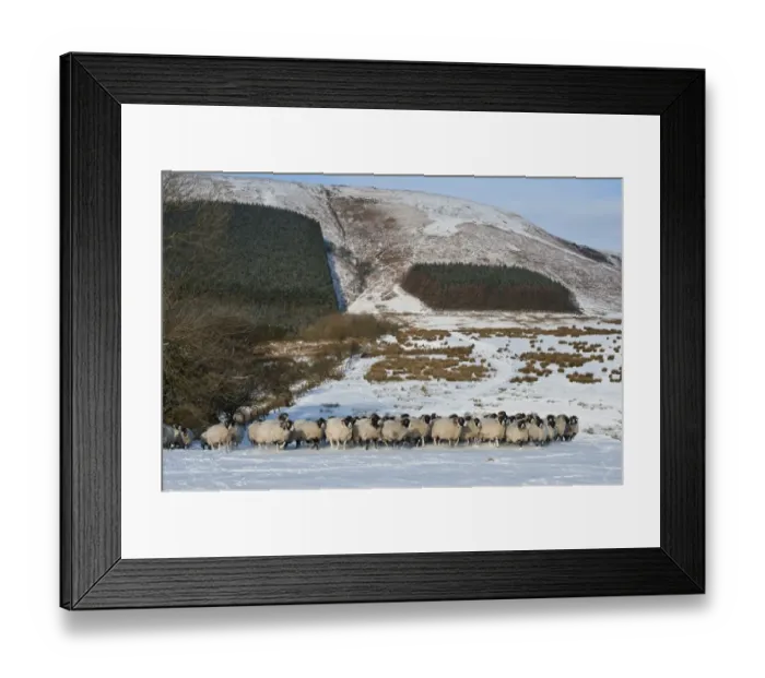 Framed Print : Domestic Sheep, Swaledale ewes, flock walking on snow covered pasture, with forestry plantation blocks on hillside, Fair Oak Fell, Whitewell, Lancashire, England, december Framed Print : Domestic Sheep, Swaledale ewes, flock walking on snow covered pasture, with forestry plantation blocks on hillside, Fair Oak Fell, Whitewell, Lancashire, England, december