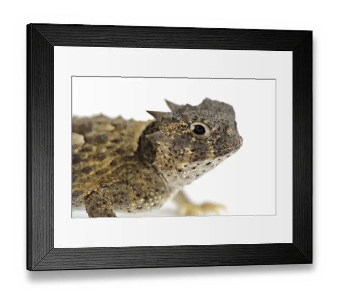 Framed Print : Desert Horned Toad (Phrynosoma platyrhinos) adult, close-up of head Framed Print : Desert Horned Toad (Phrynosoma platyrhinos) adult, close-up of head