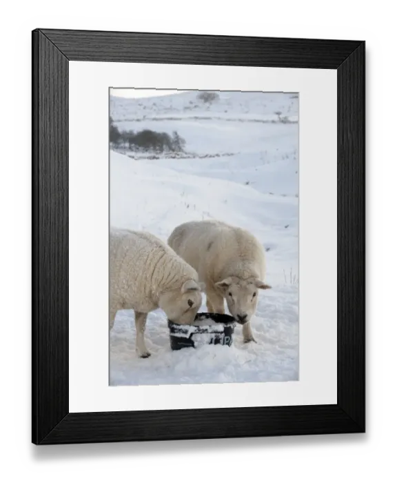 Framed Print : Domestic Sheep, Texel, two adults, feeding from organic feed block, in snow covered pasture, Cumbria, England, november Framed Print : Domestic Sheep, Texel, two adults, feeding from organic feed block, in snow covered pasture, Cumbria, England, november