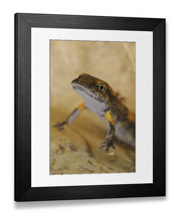 Framed Print : Fire Salamander (Salamandra salamandra) young, close-up of head, underwater, Italy, june Framed Print : Fire Salamander (Salamandra salamandra) young, close-up of head, underwater, Italy, june