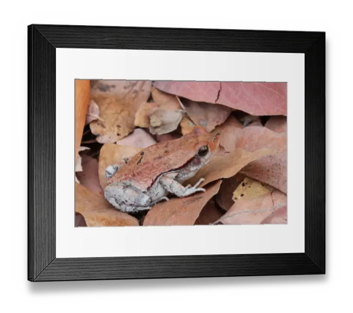 Framed Print : African Red Toad (Schismaderma carens) adult, camouflaged on leaf litter, Livingstone, Zambia Framed Print : African Red Toad (Schismaderma carens) adult, camouflaged on leaf litter, Livingstone, Zambia