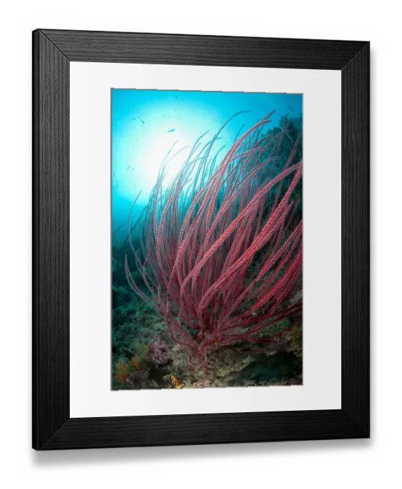 Framed Print : Red Whip Coral (Ellisella cercida) in reef habitat, Boo Island, Raja Ampat, West Papua, New Guinea, Indonesia