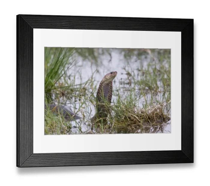 Framed Print : Mozambique Spitting Cobra (Naja mossambica) adult, with hood flattened in threat display, in water, Savute, Chobe N. P. Botswana Framed Print : Mozambique Spitting Cobra (Naja mossambica) adult, with hood flattened in threat display, in water, Savute, Chobe N. P. Botswana