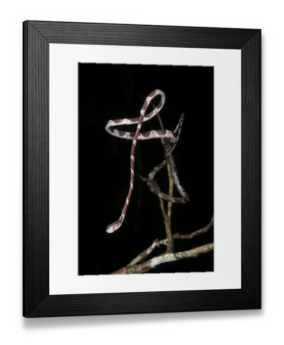 Framed Print : Blunt-headed Tree Snake (Imantodes cenchoa) adult, hunting amongst branches at night, Los Amigos Biological Station, Madre de Dios, Amazonia, Peru Framed Print : Blunt-headed Tree Snake (Imantodes cenchoa) adult, hunting amongst branches at night, Los Amigos Biological Station, Madre de Dios, Amazonia, Peru