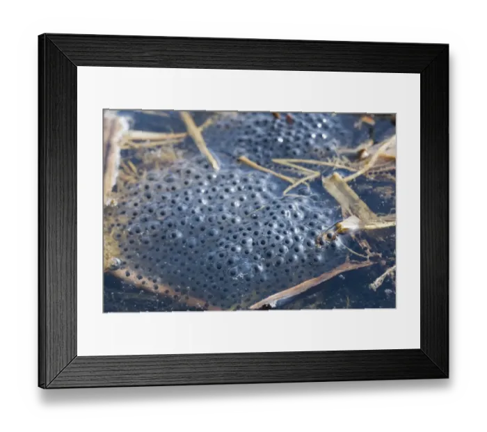 Framed Print : Common Frog (Rana temporaria) spawn in pond, Norfolk, England, march Framed Print : Common Frog (Rana temporaria) spawn in pond, Norfolk, England, march