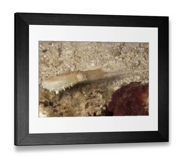 Framed Print : Broadclub Cuttlefish (Sepia latimanus) adult, feeding, with tentacles extended, Siamil Island, Sabah, Borneo, Malaysia Framed Print : Broadclub Cuttlefish (Sepia latimanus) adult, feeding, with tentacles extended, Siamil Island, Sabah, Borneo, Malaysia
