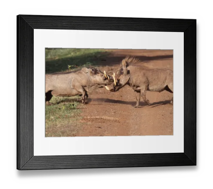 Framed Print : Common Warthog (Phacochoerus africanus) two adult males, fighting on track, Aberdare N. P. Aberdare Mountain Range, Kenya