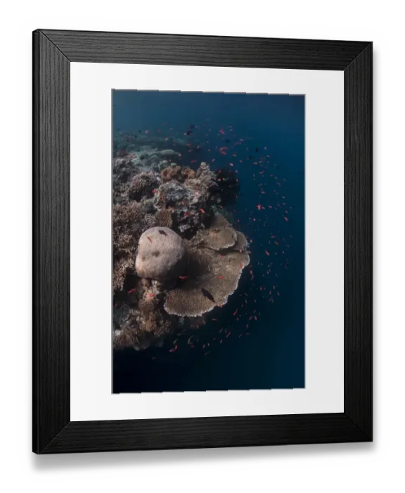 Framed Print : Coral reef habitat, with fish and edge of reef with dropoff to reef wall, Sipadan Island, Sabah, Borneo, Malaysia Framed Print : Coral reef habitat, with fish and edge of reef with dropoff to reef wall, Sipadan Island, Sabah, Borneo, Malaysia
