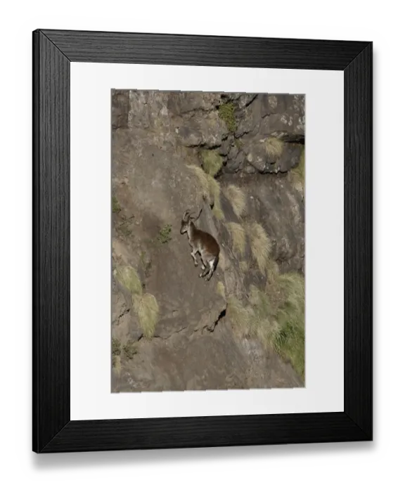 Framed Print : Walia Ibex (Capra walie) adult female, climbing vertical rockface, Simien Mountains, Ethiopia