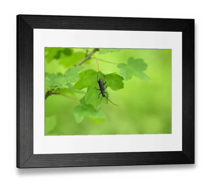 Framed Print : Great Capricorn Beetle (Cerambyx cerdo) adult, resting on leaf, Tulcea, Danube Delta, Dobrogea, Romania, may Framed Print : Great Capricorn Beetle (Cerambyx cerdo) adult, resting on leaf, Tulcea, Danube Delta, Dobrogea, Romania, may