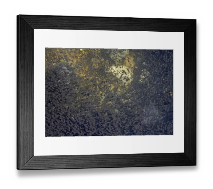 Framed Print : Western Toad (Anaxyrus boreas) tadpoles, mass in shallow water, Meta Lake, Mount St. Helens, Washington State, U. S. A