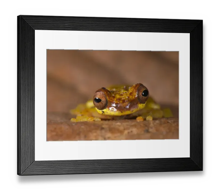 Framed Print : Red-skirted Treefrog (Dendropsophus rhodopeplus) adult male, in nocturnal colour phase, sitting on leaf litter, Los Amigos Biological Station, Madre de Dios, Amazonia, Peru Framed Print : Red-skirted Treefrog (Dendropsophus rhodopeplus) adult male, in nocturnal colour phase, sitting on leaf litter, Los Amigos Biological Station, Madre de Dios, Amazonia, Peru