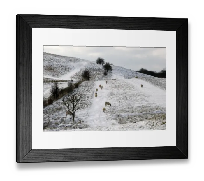 Framed Print : Domestic Sheep, flock on snow covered hillside, Ridgeway Path, above Pitstone, Chiltern Hills, Hertfordshire, England, november Framed Print : Domestic Sheep, flock on snow covered hillside, Ridgeway Path, above Pitstone, Chiltern Hills, Hertfordshire, England, november