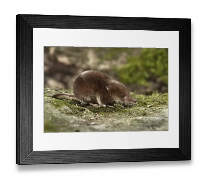 Framed Print : Common Shrew (Sorex araneus) adult, standing on moss, Midlands, England, august Framed Print : Common Shrew (Sorex araneus) adult, standing on moss, Midlands, England, august